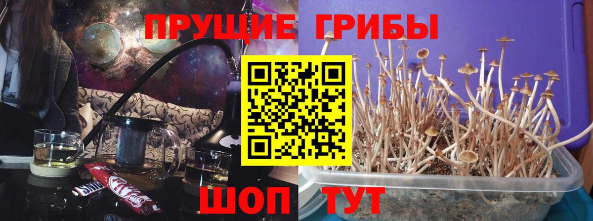 где найти   Псилоцибиновые грибы MAGIC MUSHROOMS  Вход с VPN  Вышний Волочёк  Галлюциногенные грибы Cubensis 